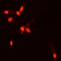 SMAD7 antibody