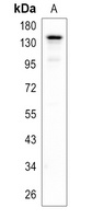 CD117 Antibody