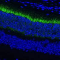 GNGT1 antibody