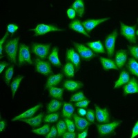 IREB2 antibody