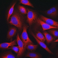 Anti-KEAP1 Antibody