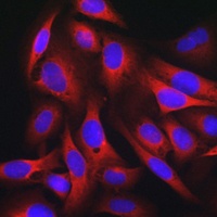 KEAP1 antibody