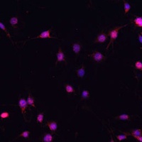 c-FOS Rabbit Polyclonal Antibody