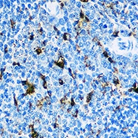 CD8a antibody