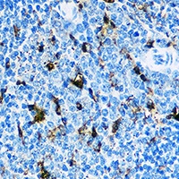 Anti-CD8a Antibody