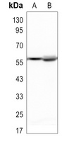 IRF3 Antibody