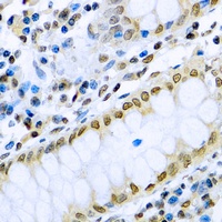 IRF3 Antibody