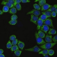 IRF3 Antibody