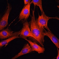LRRK2 antibody