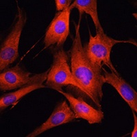 Anti-LRRK2 Antibody