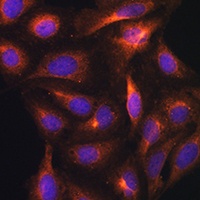 GAD1 antibody