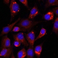 CD107a antibody