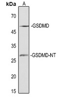GSDMD-NT Antibody