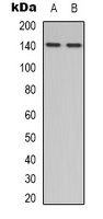 eNOS Antibody