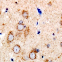 Anti-eNOS Antibody