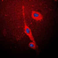 Anti-eNOS Antibody