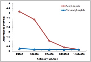 Anti-RAB21 (Acetyl-K109) Antibody