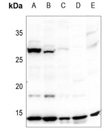 Histone H2A Rabbit Polyclonal Antibody