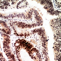 Histone H2A antibody