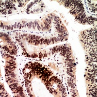 Histone H2A Rabbit Polyclonal Antibody
