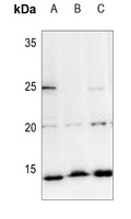 Histone H2A Antibody