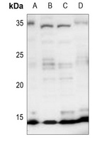 Histone H4 Rabbit Polyclonal Antibody
