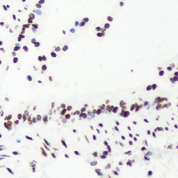 Histone H4 Rabbit Polyclonal Antibody