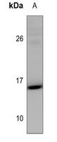Histone H2A.Z Rabbit Polyclonal Antibody