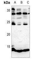 Histone H4 (MonoMethyl-R3) Rabbit Polyclonal Antibody