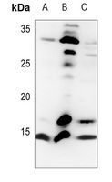 Histone H4 (TriMethyl-K20) Rabbit Polyclonal Antibody