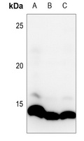 Histone H4 (MonoMethyl-K20) Rabbit Polyclonal Antibody