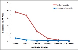 Histone H3 (DiMethyl K79) antibody