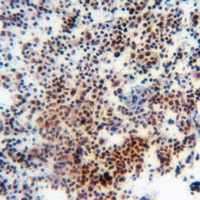 Histone H3 (MonoMethyl-K27) Antibody