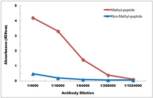 Histone H3 (MonoMethyl K26) antibody