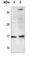 Histone H3 (Butyryl-K9) Antibody