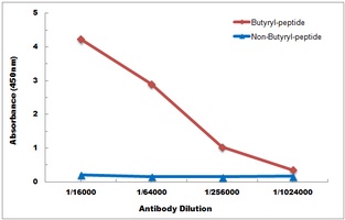 Histone H2B (Butyryl-K12) Antibody