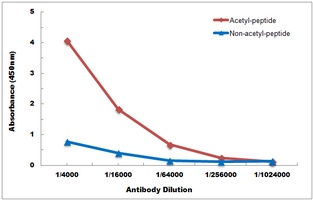 Histone H2B (Acetyl-K125) Antibody