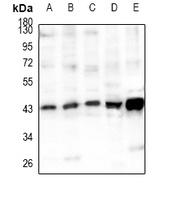 Cyclophilin D Antibody