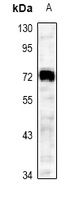 CD62L Rabbit Polyclonal Antibody