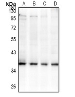 GPR42 Antibody