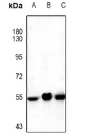 Orexin Receptor 1 Rabbit Polyclonal Antibody