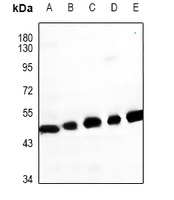GPR62 Rabbit Polyclonal Antibody