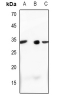 Complement C1S LC Antibody