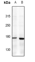 Collagen 5 alpha 1 Antibody
