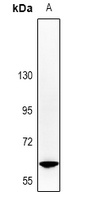 SHCC Rabbit Polyclonal Antibody