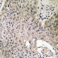 SHCC Rabbit Polyclonal Antibody