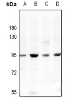 CD113 Rabbit Polyclonal Antibody