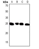 PXMP4 Antibody