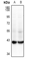 GALM Antibody
