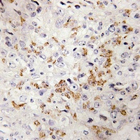 Anti-Laminin beta 3 Antibody